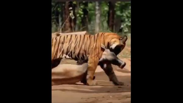 The strength of the tiger is awe inspiring. It drags a cow through the  sheer power of its mouth - Sputnik International