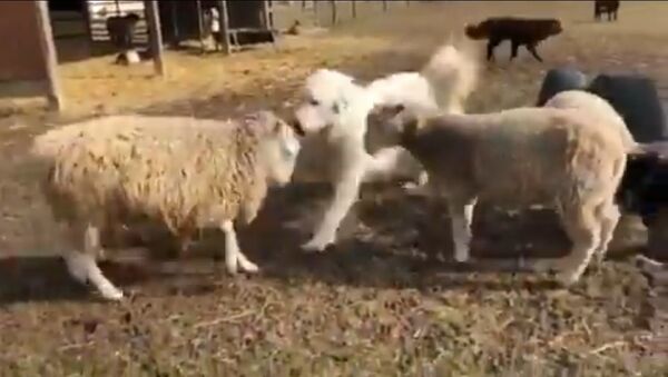 Good Bois Make Peace: Doggo Break Up Fight Between Sheeps - Sputnik International