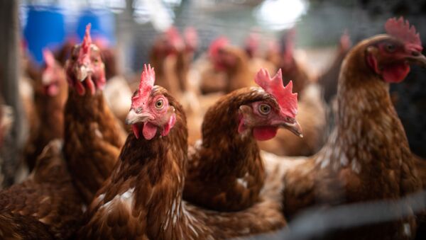 This photograph taken on october 24, 2019, shows chickens in a biological farm in Mont-Saint-Aignant, near Rouen, on october 24, 2019 - Sputnik International