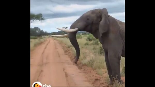 A massive Elephant  breaking up an Ostrich fight !! - Sputnik International