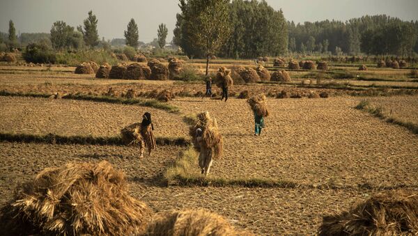 Kashmiri farmers carry paddy after a harvest on the outskirts of Srinagar, Jammu and Kashmir UT, 13 September 2020. Apart from tourism, agriculture is the main source of income and employment in the Kashmir Valley.  - Sputnik International