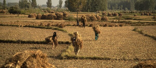 Kashmiri farmers carry paddy after a harvest on the outskirts of Srinagar, Jammu and Kashmir UT, 13 September 2020. Apart from tourism, agriculture is the main source of income and employment in the Kashmir Valley.  - Sputnik International