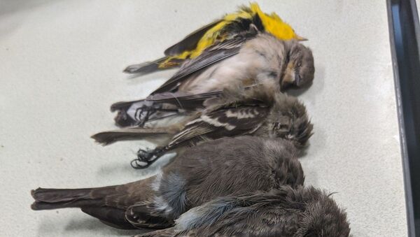 Allison Salas photos of dead birds - Sputnik International