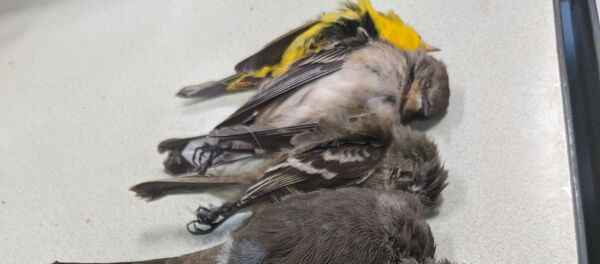 Allison Salas photos of dead birds Allison Salas photos of dead birds - Sputnik International