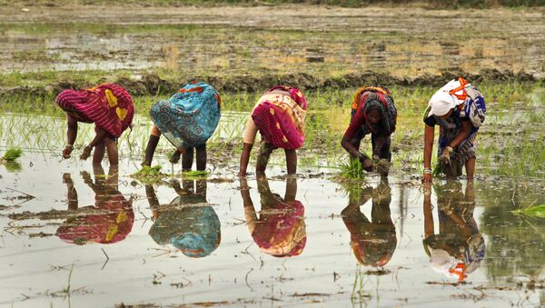 Indian female farmers sow paddy in a field on the outskirts of Allahabad, India, Saturday, June 25, 2011 - Sputnik International