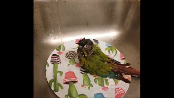 My bird always begs to go in the sink for baths - Sputnik International