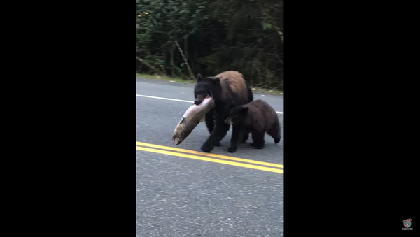 Bear Struts Across Roadway With Her Catch of the Day - Sputnik International