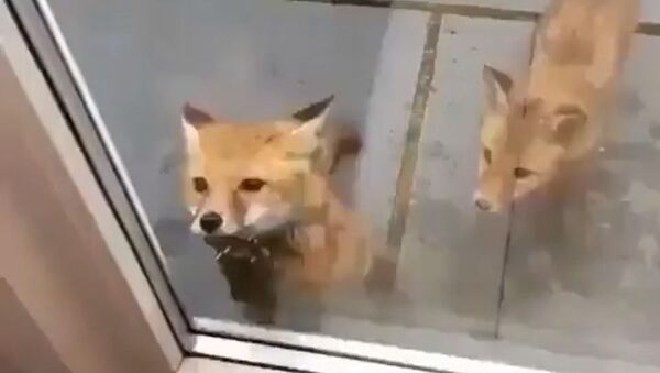 Let Us in: Baby Foxes Ask Hooman to Open the Door - Sputnik International