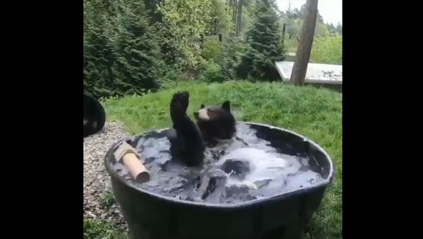 Just a bear enjoying bath   - Sputnik International