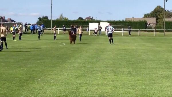 Playful Alpaca Invades UK Soccer Match - Sputnik International