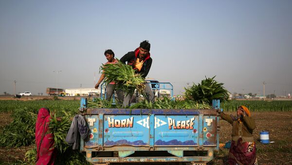 Farm workers load harvested maize crop onto a tractor trolley in a field on the outskirts of Ahmedabad, India, February 1, 2019.  - Sputnik International
