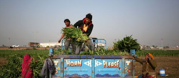 Farm workers load harvested maize crop onto a tractor trolley in a field on the outskirts of Ahmedabad, India, February 1, 2019. Farm workers load harvested maize crop onto a tractor trolley in a field on the outskirts of Ahmedabad, India, February 1, 2019. - Sputnik International