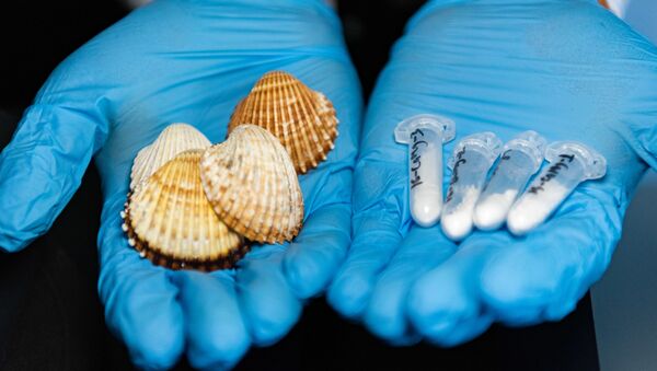 Evgeny Kolesnikov examines common cockle shells - Sputnik International