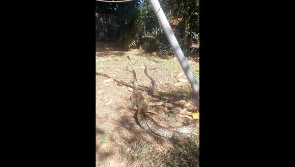 Aussie Man Finds Pair of Warring Snakes in Backyard - Sputnik International
