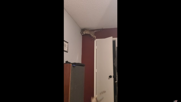 Silly Cat Slams Into Wall Face-First in Late-Night Moth Chase - Sputnik International