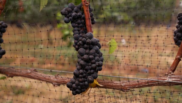 Wine grapes are seen hanging with remnants of smoke and ash at Hanson Vineyards in Woodburn, Oregon - Sputnik International
