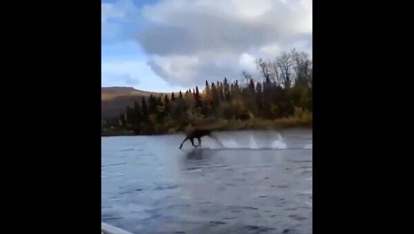 Just a moose running across water - Sputnik International