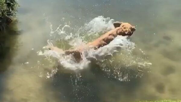 A water dog or a seal? - Sputnik International