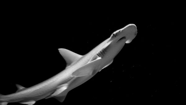 Bonnethead shark - Sputnik International