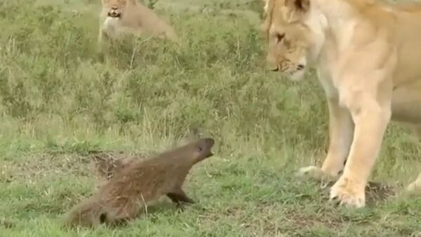 F**k Off, Buddy: Angry Mongoose Chases Lion Away - Sputnik International