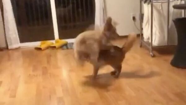 You Drive Me Crazy: Ultra-Active Puppy Trying to Play With Cat - Sputnik International