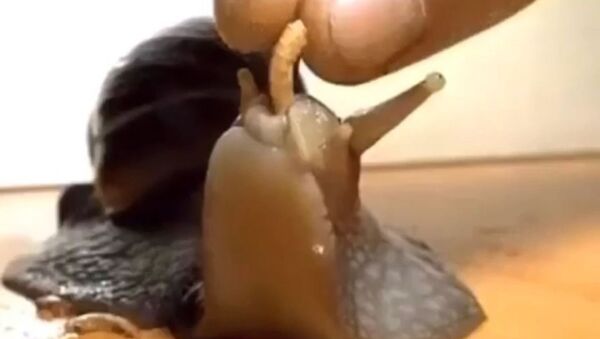 Feeding a snail - Sputnik International