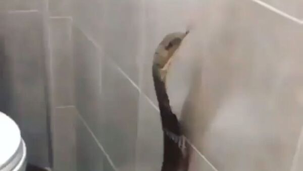 Snake in a toilet - Sputnik International