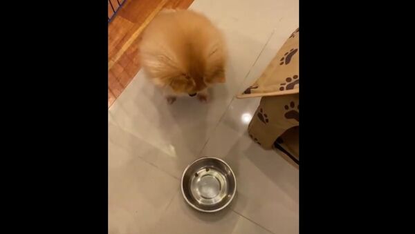 ‘Am I Joke to You’:  Watch How a Little Dog Reacts When Fooled for Dinner - Sputnik International