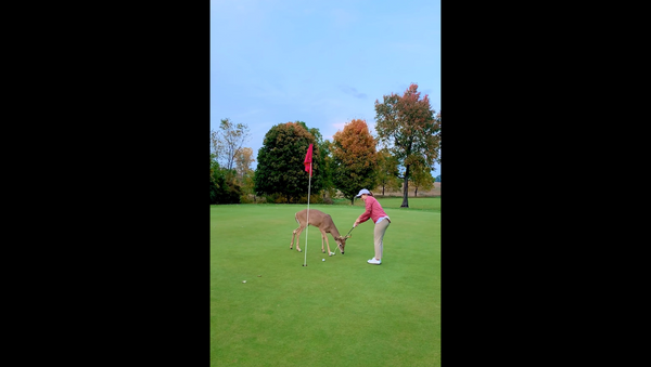 Curious Deer Inspects US Golfer's Skills - Sputnik International