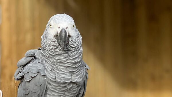 The famous swearing parrots unveiled - Sputnik International