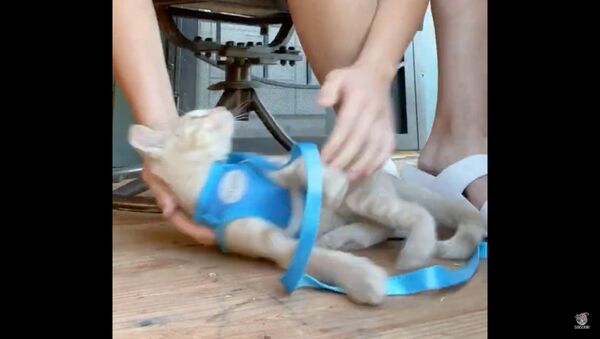 Kitten Powers Down After Being Placed in Harness - Sputnik International