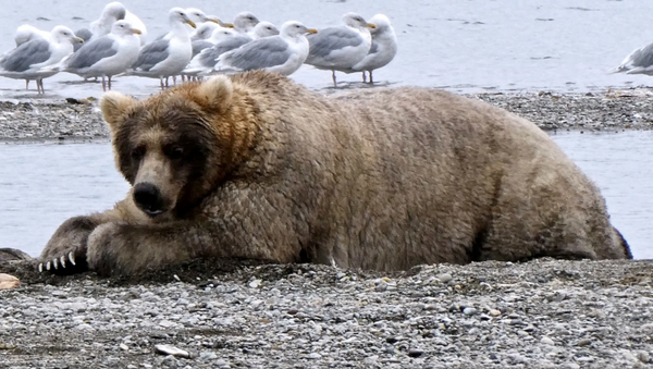Super thick fat and beautiful big brown bear  - Sputnik International