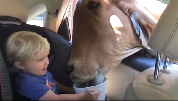 Toddler is Thankful for Feeding Large Cow - Sputnik International