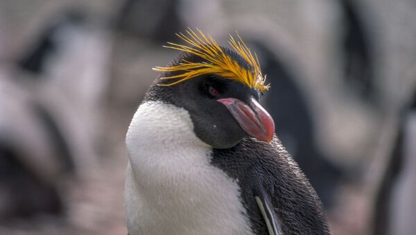 Macaroni Penguin, Hannah Point, Livingston Island - Sputnik International