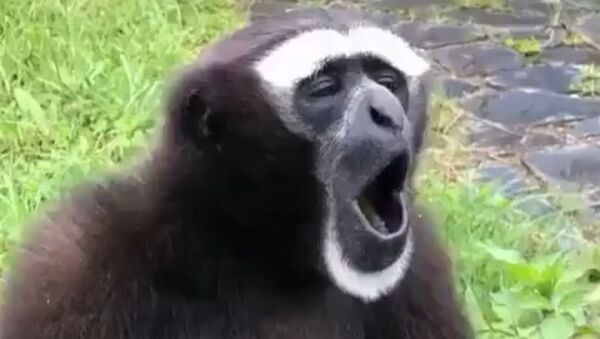 Screaming Gibbon - Sputnik International