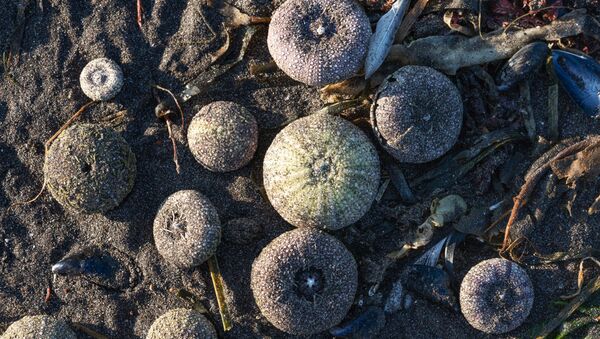 Sea urchins thrown ashore in Avacha Bay. - Sputnik International