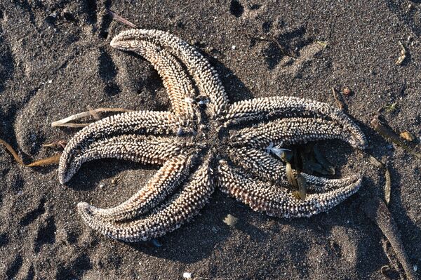 Environmental Situation at Pacific Coast Improving, Kamchatka Hydrometeorology Service Says Environmental Situation at Pacific Coast Improving, Kamchatka Hydrometeorology Service Says - Sputnik International