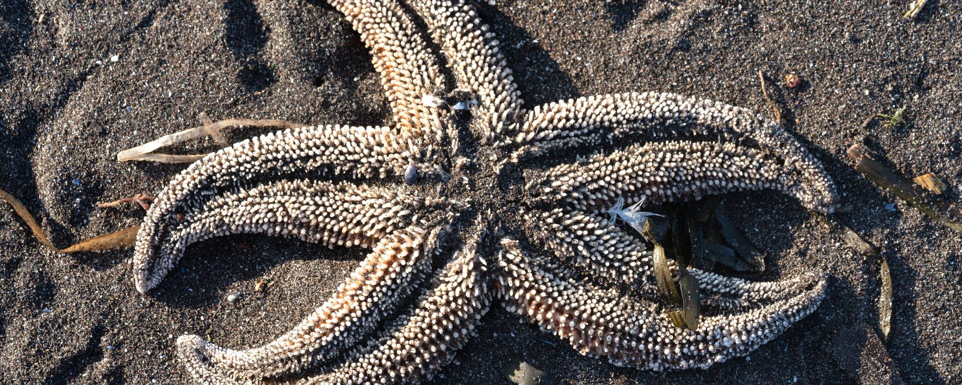 Starfish thrown ashore in Avacha Bay. - Sputnik International, 1920, 21.06.2022