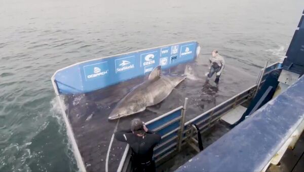 Screenshot shows a massive, female  great white shark momentarily captured by a team of researchers with nonprofit group OCEARCH. The shark, later named Nukumi, was found to be the largest great white discovered and tagged by the organization since its operations began in the Northwest Atlantic region in 2012. - Sputnik International