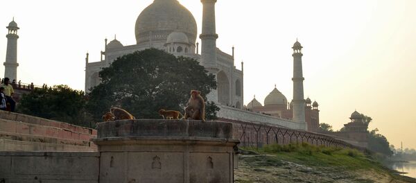This photo taken on November 13, 2018 shows macaques monkeys gathering near the Taj Mahal monument in Agra in India's Uttar Pradesh state.  - Sputnik International