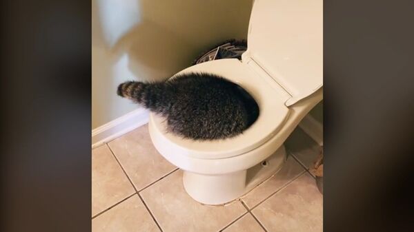 Curious Raccoon Undertakes Deep Toilet Bowl Inspection - Sputnik International