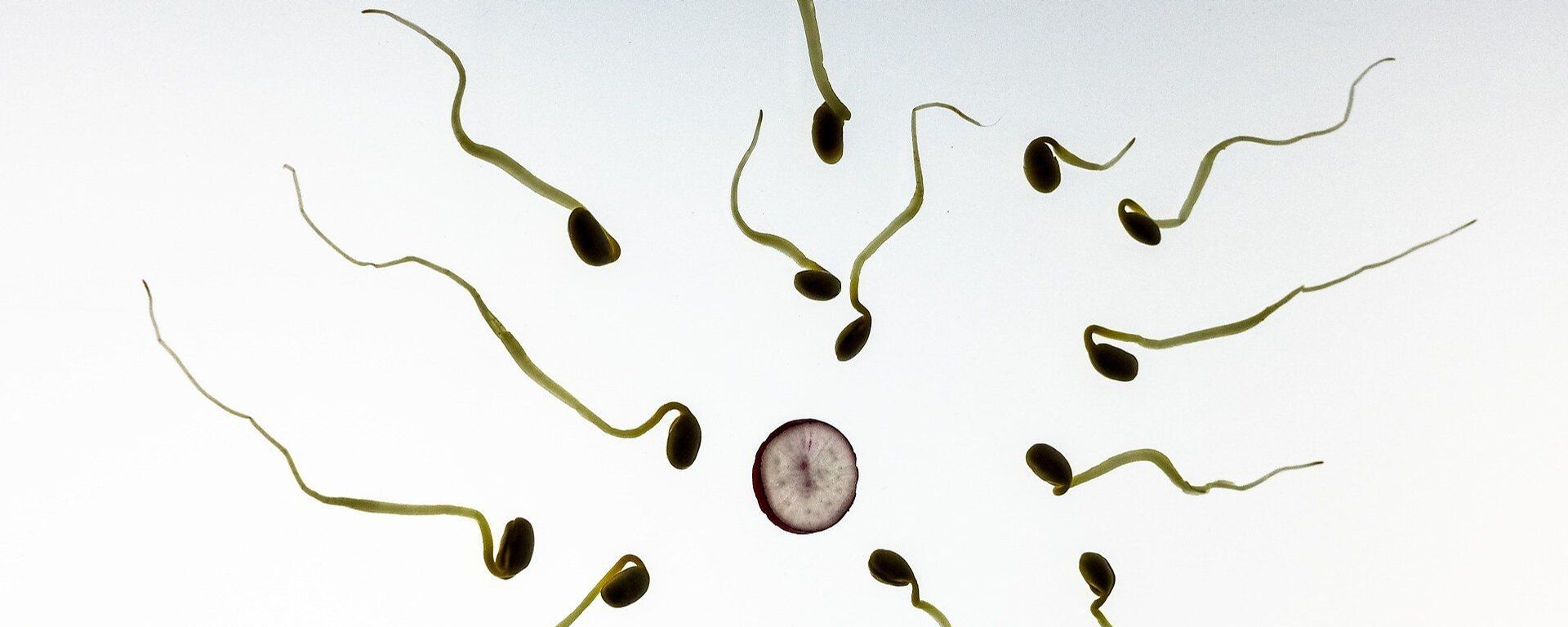 sperm, egg - Sputnik International, 1920, 07.10.2020