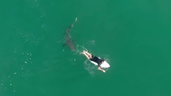 Drone operated by Australia's Surf Life Saving NSW films and alerts professional surfer Matt Wilkinson to great white shark swimming nearby. - Sputnik International