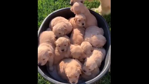 Good Morning from the Golden Retriever Channel. We found a peck of puppers ready for breakfast. Ready to play. Waiting for you! - Sputnik International