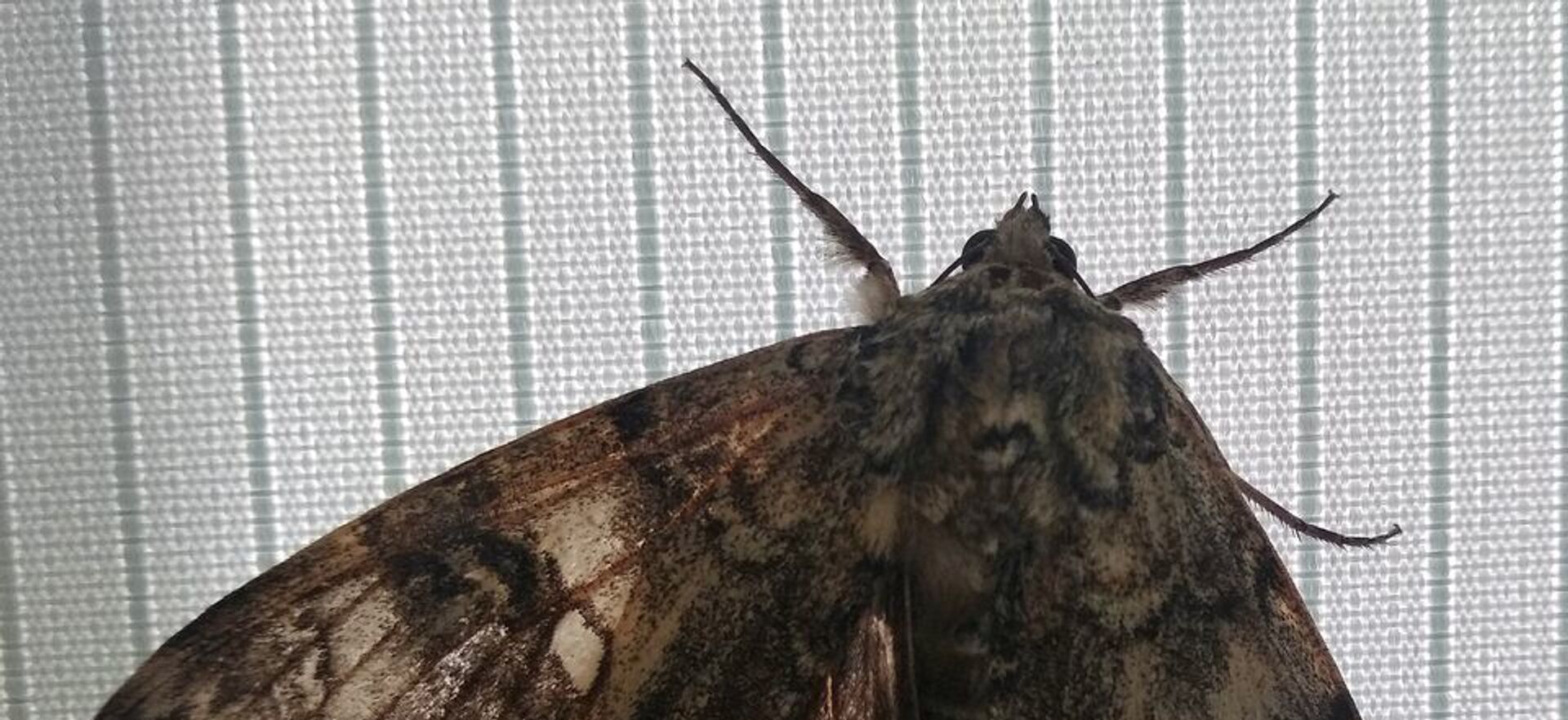 A butterfly with a wingspan the size of bird was spotted in Chernobyl exclusion zone - Sputnik International, 1920, 09.10.2020