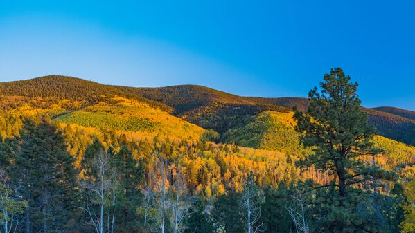 Foliage from Boreas Pass in Colorado, US, at Golden Hour.  - Sputnik International