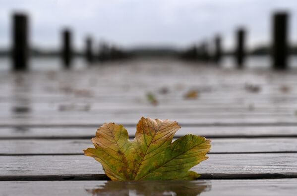 An autumn leaf lies on the pier at lake Woerthsee near the small village of Inning, southern Germany, during rainy autumn weather on 7 October 2020.  - Sputnik International