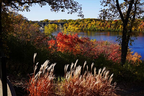 The leaves on the trees and the scrub change colour along the banks of the River Gorge on the St Paul, Minnesota side of the Mississippi River, Thursday, 8 October 2020.  - Sputnik International