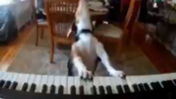 When the owners aren’t home, the dog’s singing and playing the piano.. - Sputnik International