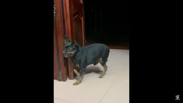 Jealous Pup Dances for Attention - Sputnik International